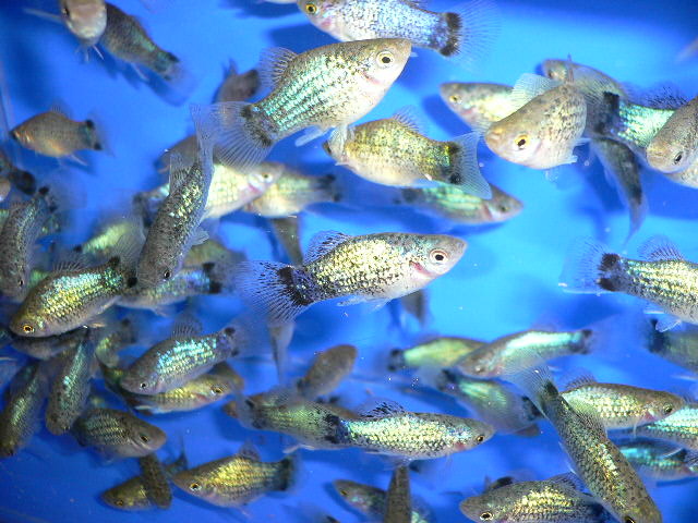 Картинка с форума